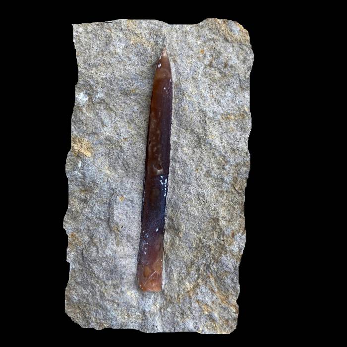 Belemnella lanceolata