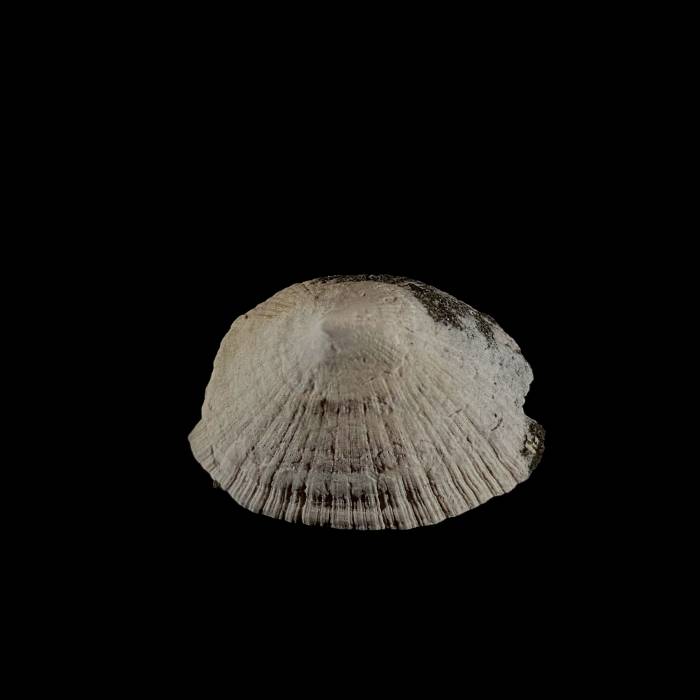 Patella sp.