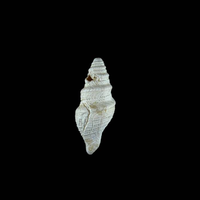 Bathytoma cataphracta