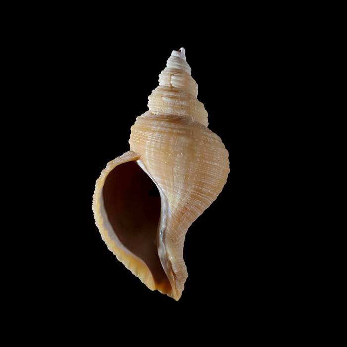 Neptunea angulata