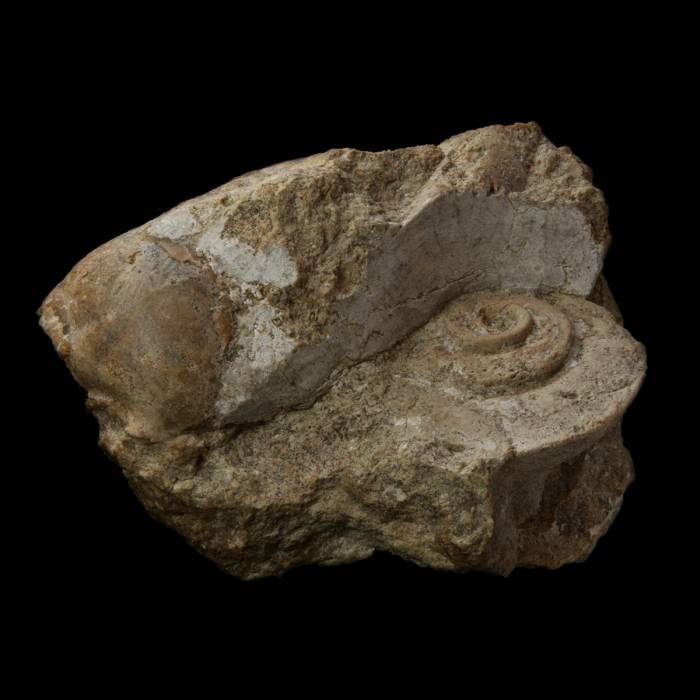 Pararaphistoma qualteriata