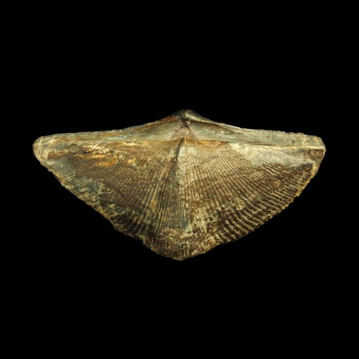 Cyrtospirifer grabaui