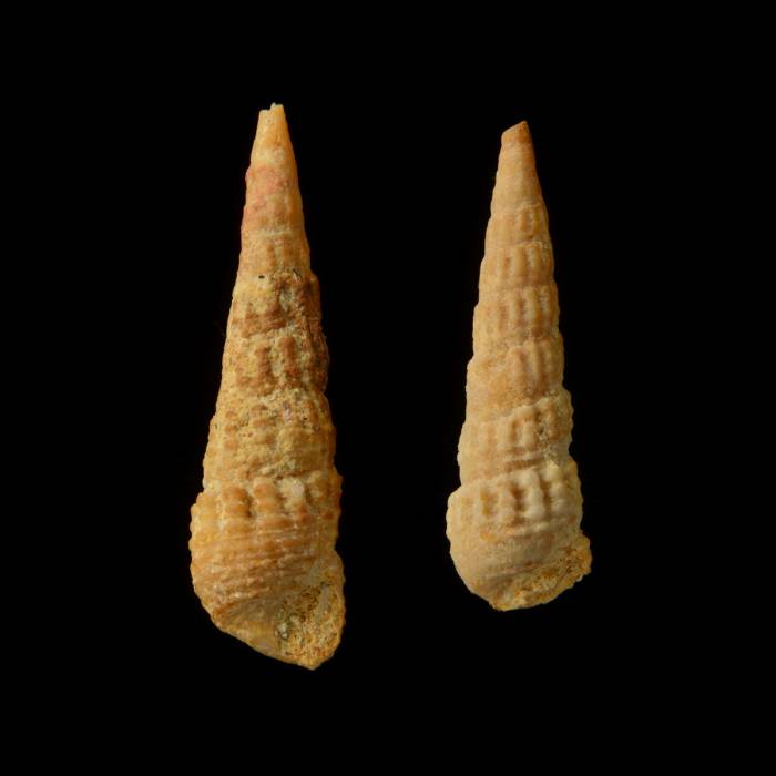 Granulolabium plicatum