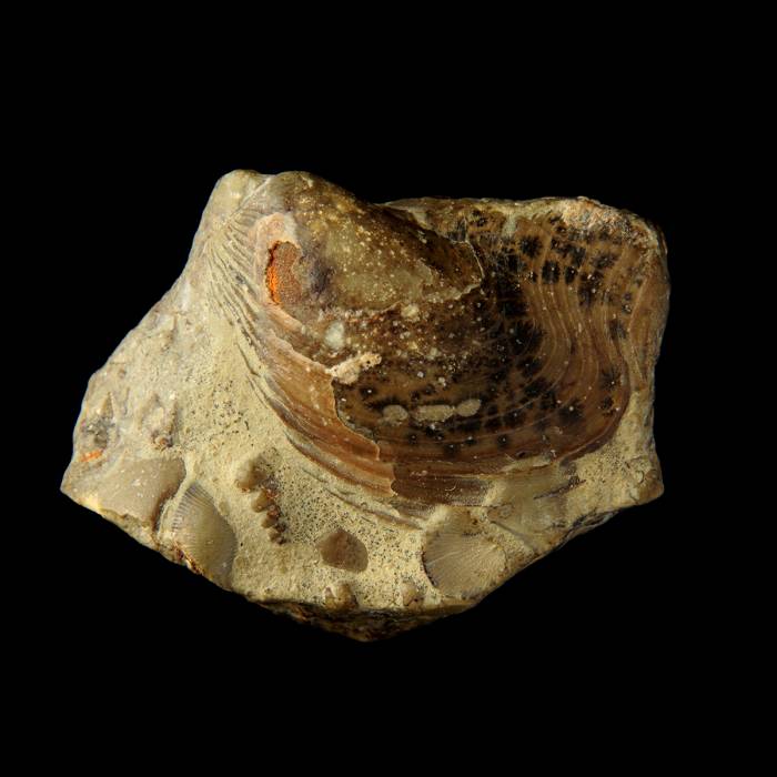 Pteronitella retroflexa