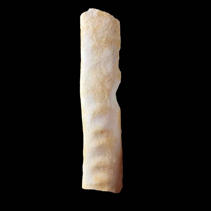 Baculites brevicosta