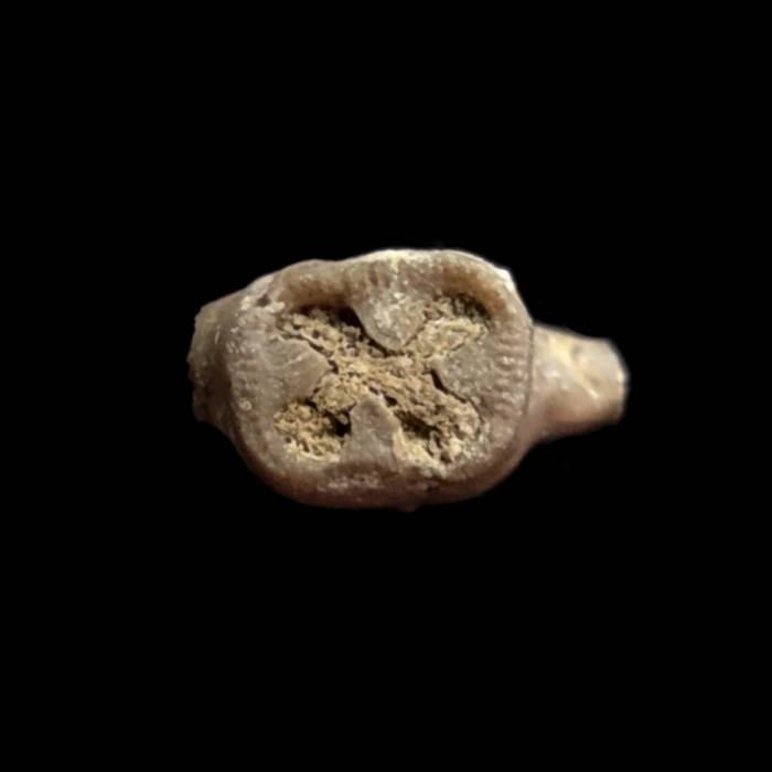 Liliowiec nieoznaczalny (Cupressocrinites cf. abbreviatus)