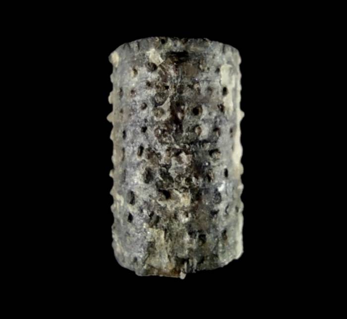 Liliowiec nieoznaczalny (Cycloocetocrinus multgranulatus nom. conf.)