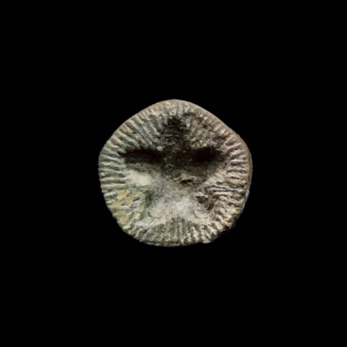 Liliowiec nieoznaczalny (Pentagonostipes petaloides nom. conf.)