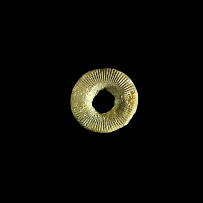 Liliowiec nieoznaczalny (Tantalocrinus scutellus nom. conf.)