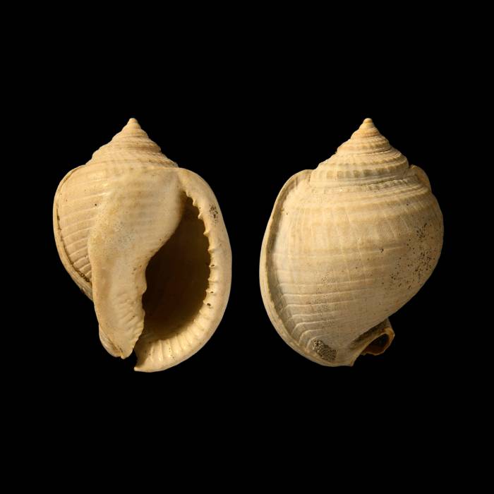 Semicassis grateloupi