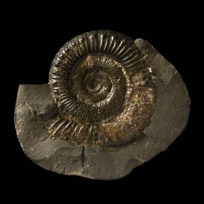 Peronoceras fibulatum