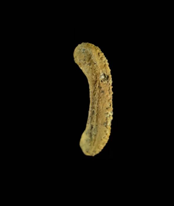 Ammonicrinus kongieli