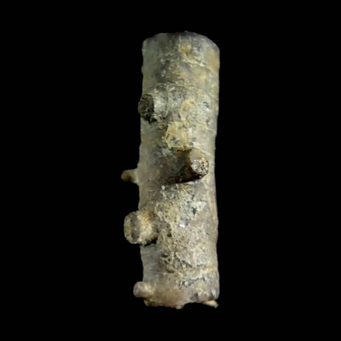 Liliowiec nieoznaczalny (Tjeecrinus insectus nom. conf.)