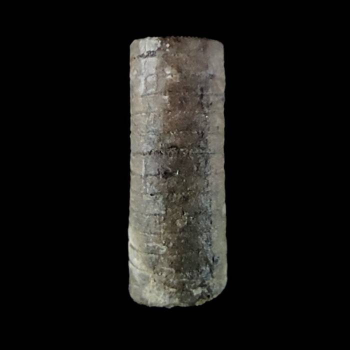 Liliowiec nieoznaczalny (Salairocrinus nom. conf.)