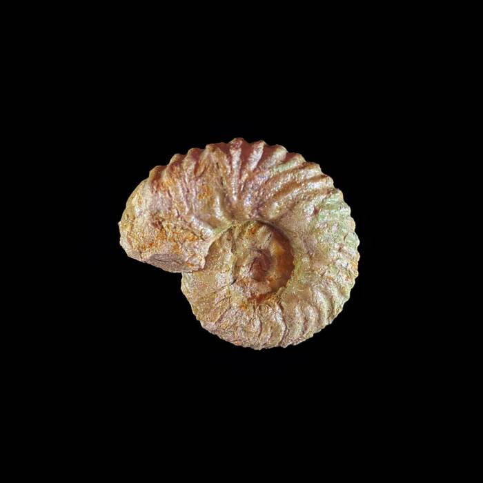 Gregoryceras transversarium