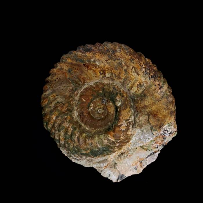 Gregoryceras tenuisculptum