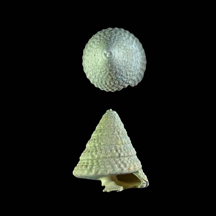 Tectus margaritaceus