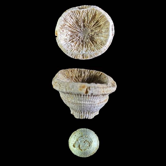 Trochosmilia corniculum