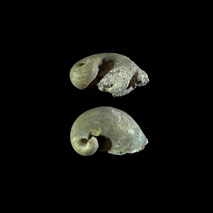 Ilymatogyra arietina