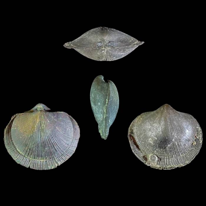 Schizophoria striatula