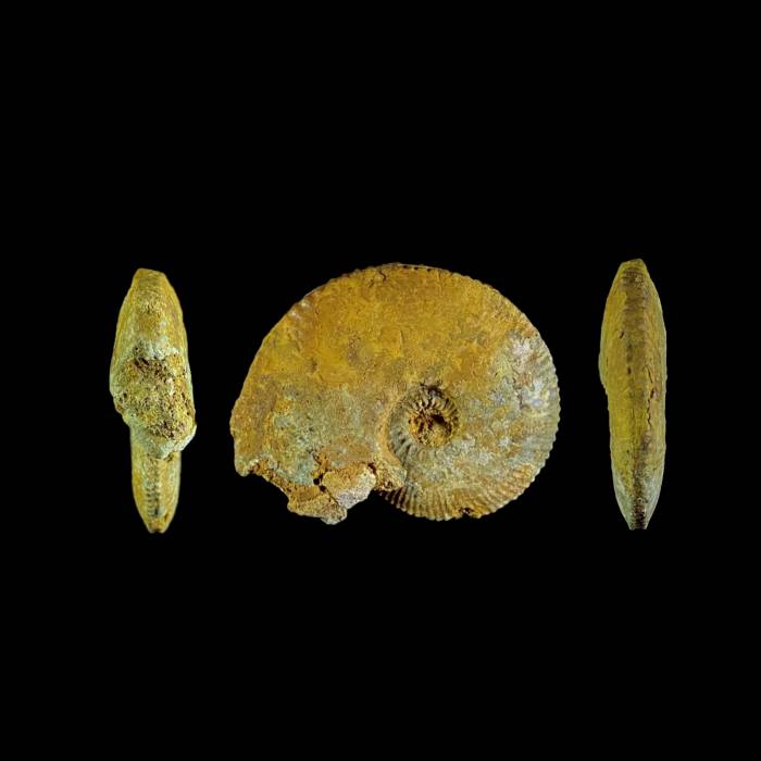 Zugokosmoceras jason