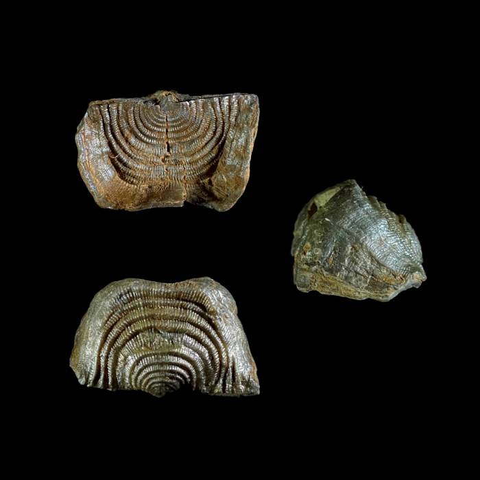 Leptaena analogaeformis