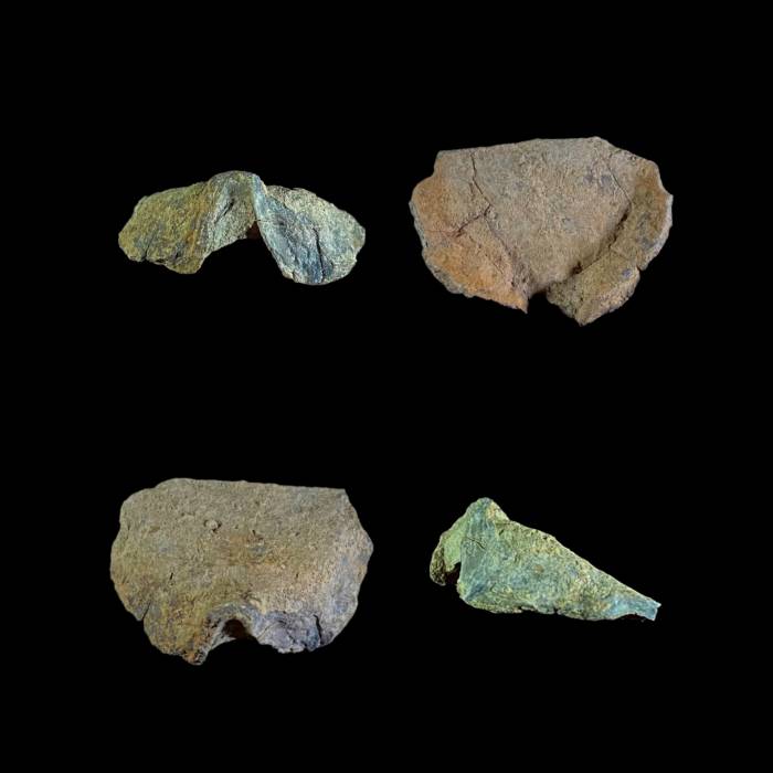 Leptodontella caudata