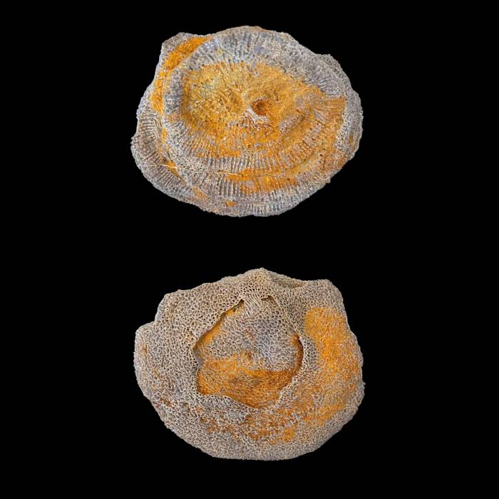 Alveolites fornicatus