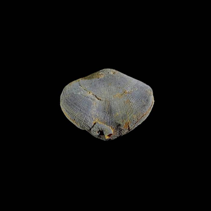 Rugosa na Schizophoria sp.