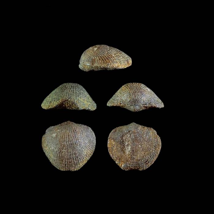 Desquamatia alticolifonnis