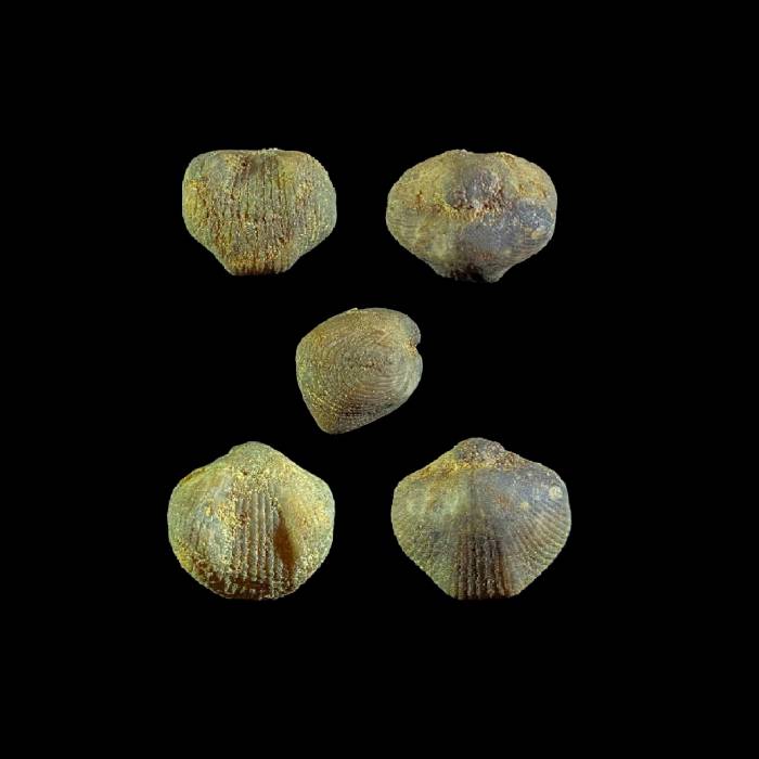 Uncinulus parallelepipedus