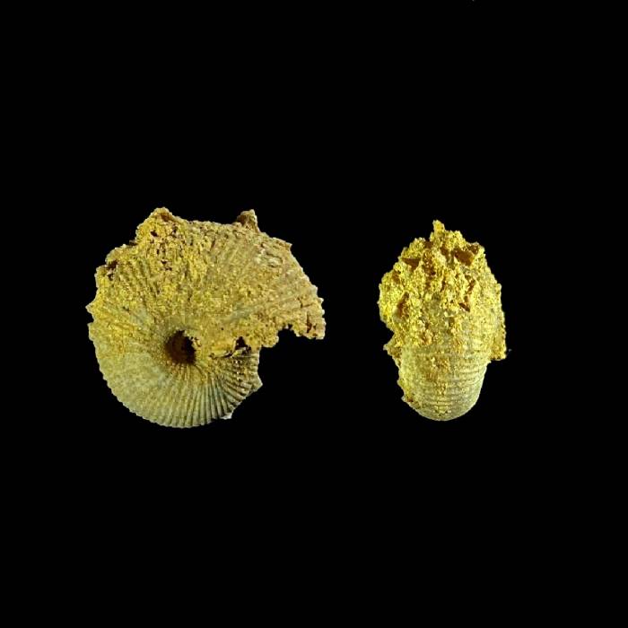 Macrocephalites verus