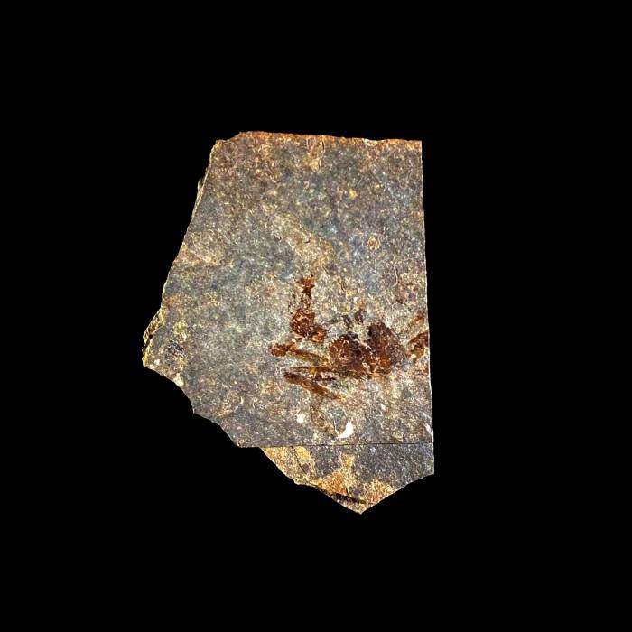 Portunus oligocenicus