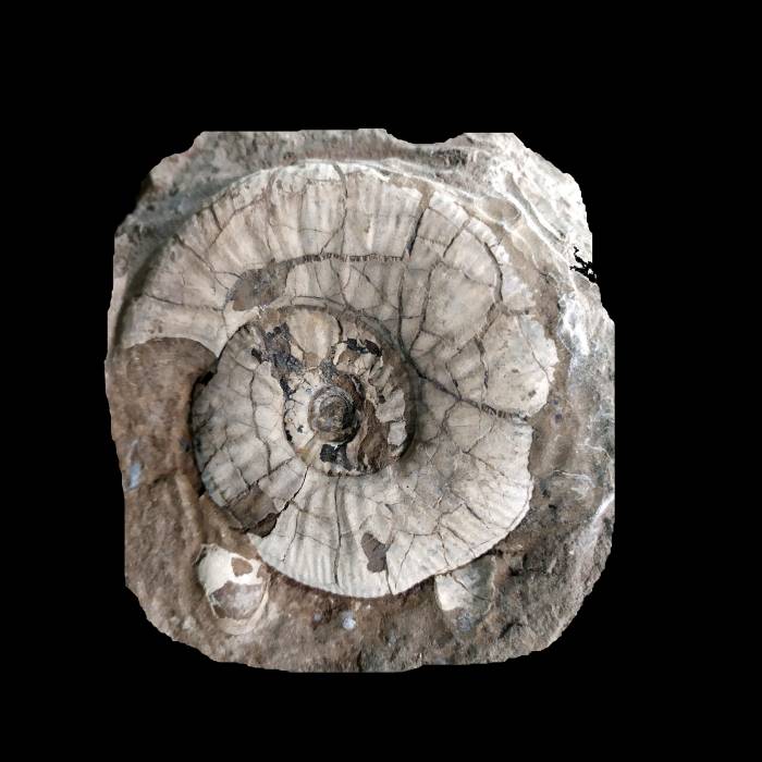 Asphinctites tenuiplicatus